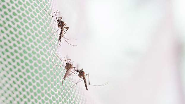 Крупнейшая в мире фабрика комаров выпустила первую партию