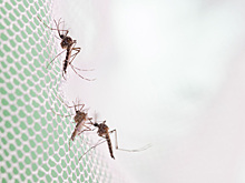 Крупнейшая в мире фабрика комаров выпустила первую партию