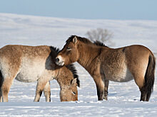 Бизнес примет участие в восстановлении популяции лошади Пржевальского