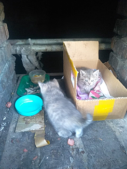 Жители Ленинска-Кузнецкого призвали спасти выброшенных котят
