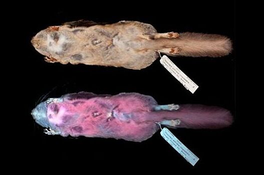 Североамериканские белки-летяги светятся розовым