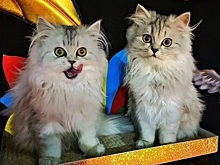 Академия акварели приглашает в «Кошландию»