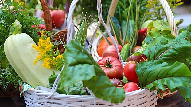 Эксперты назвали пять секретов выращивания овощей дома
