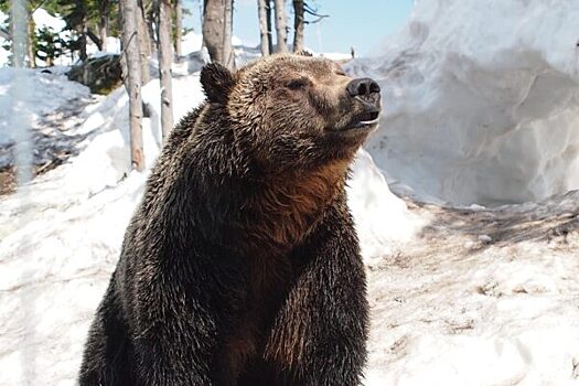 В США медведь «подрезал» лыжника на горнолыжном склоне