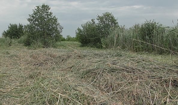 В Волгоградской области заросло сорняками 18,3 га сельхозземель