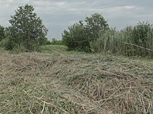 В Волгоградской области заросло сорняками 18,3 га сельхозземель