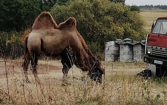 В Курской области пасется верблюд