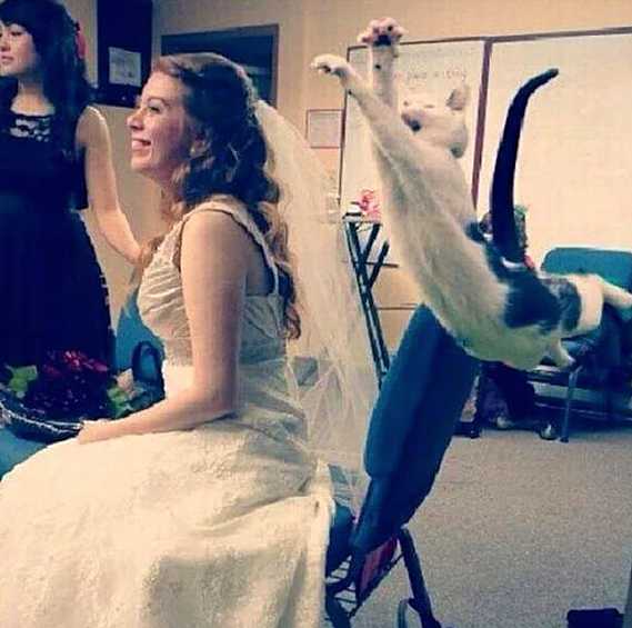 Ох, уж эти веселые котики. Никогда не знаешь, что от них ожидать.