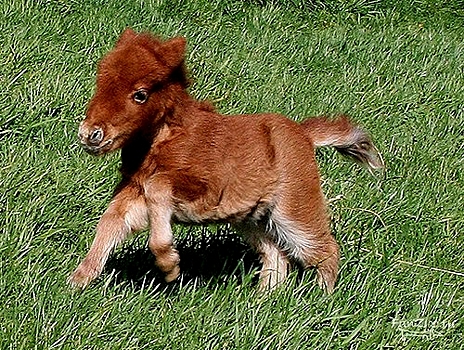 Детеныш пони родился в Ленинградском зоопарке