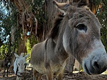 В Саудовской Аравии ливни затопили Мекку и Медину
