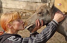 Женщина в Воронежской области выходила едва не утонувшего лосенка