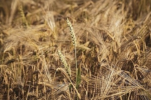 РЖД допустили отмену скидки на перевозку зерна в 2019 году
