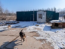 Бастрыкин запросил доклад по факту проведения незаконных обрядов на Камчатке