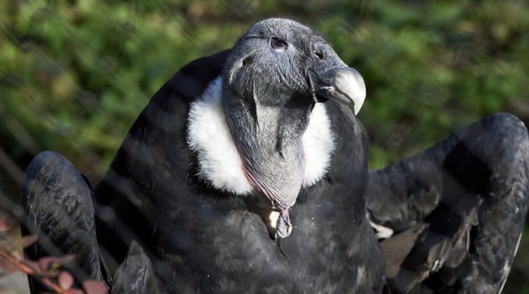 Убирать кто будет Чем грозит уменьшение числа падальщиков на Земле