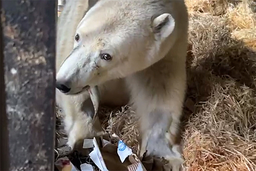Раненый медведь Диксон научился находить рыбу в коробках из-под пиццы