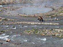 Массовую гибель медведей обнаружили в заповеднике на Камчатке