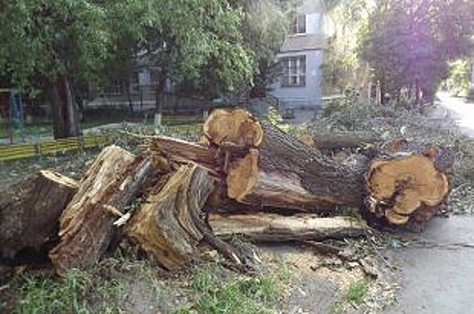 Сплошной лесоповал. Весь центр Челябинска пойдет под топор