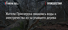 Жители Приозерска лишились воды и электричества из-за упавшего дерева