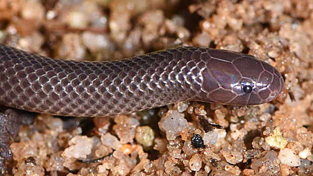Найден новый вид ядовитых змей, которые кусают с закрытым ртом