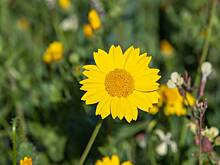 В Москве распустились цветы