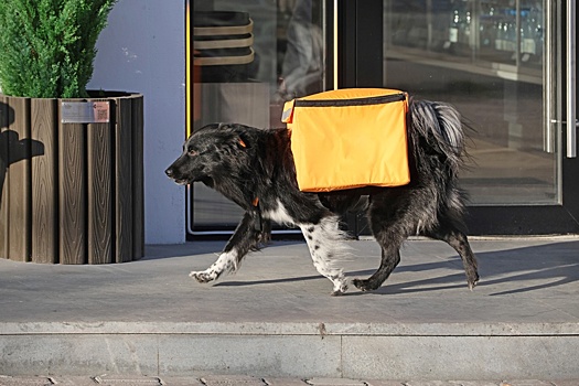 Чем опасен перекос в зарплатах курьеров и специалистов высокой квалификации