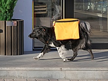 Чем опасен перекос в зарплатах курьеров и специалистов высокой квалификации