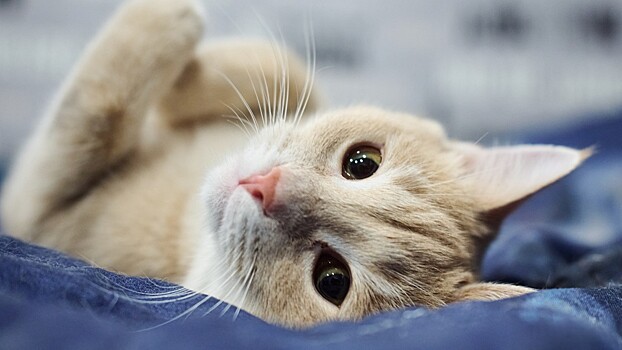 Названы простые способы отличить кошку от кота