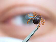 Инфекционист дал совет, как не заразиться новым клещевым вирусом Хасеки