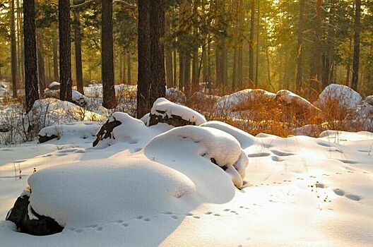 Россия и Белоруссия подписали меморандум в области лесного хозяйства
