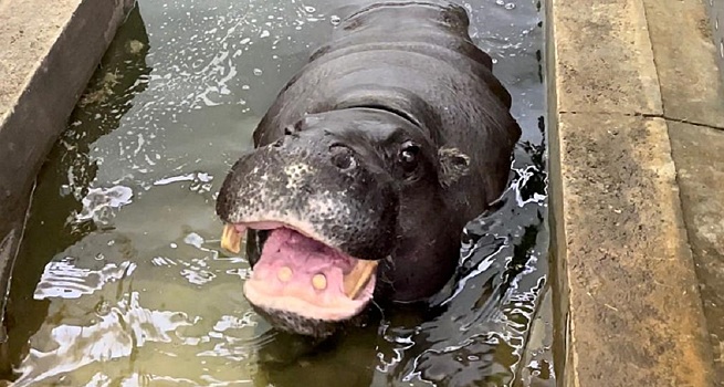 Зелень, бублики, бассейн: в Ростовском зоопарке празднует день рождения бегемот-долгожитель