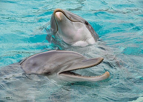 Дельфины устроили настоящее шоу для жителей Приморья