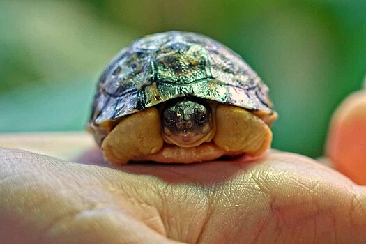 Редкая лучистая черепаха появилась на свет в Московском зоопарке