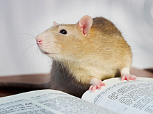 Навожу порчу на твоего бывшего: веселые мемы