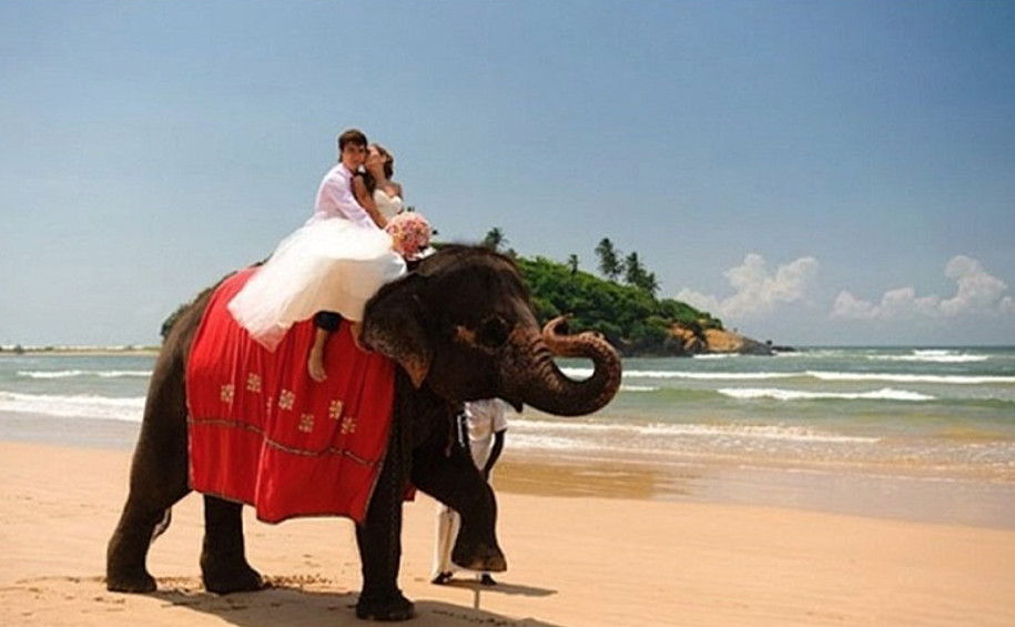 А свадьба на слоне явно запомнится всем гостям. Кстати, на Шри-Ланке — это привычный транспорт на свадебном торжестве.