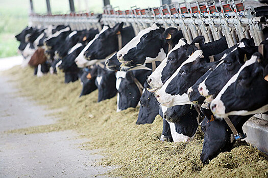 Аргентина приостанавливает экспорт говядины на месяц