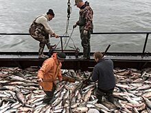 Сахалинские рыбаки сражаются за право ловить на привычных местах