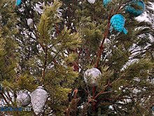 На демонтаж елки на Соборной площади потратят более 200 000 руб.