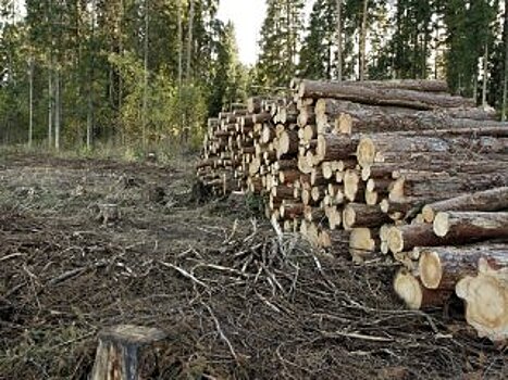 В Башкирии мужчина заключал сделки на вырубку леса от имени умершего родственника