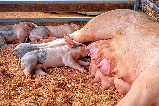 Великобритания отложила запрет на станки для свиноматок