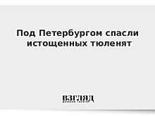 Под Петербургом спасли истощенных тюленят