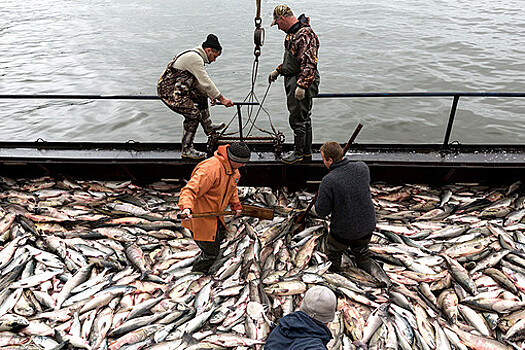 Жара убивает: лосось массово гибнет на Аляске