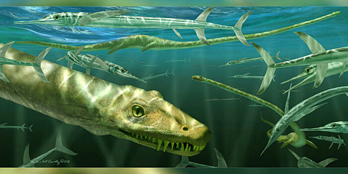 Морского «дракона» возрастом 250 млн лет нашли в Китае