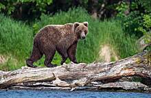 Россиянин сделал «чесалку для медведя» и снял довольное животное на видео