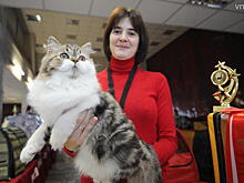 Где служат коты-шпионы и кто гоняет птиц с китайских аэродромов