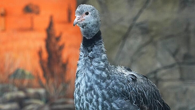 Хохлатые паламедеи поселились в Московском зоопарке