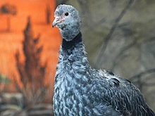 Хохлатые паламедеи поселились в Московском зоопарке