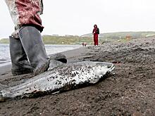 Остров–рыба останется без рыбы?