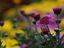 Крымчанам предлагают подобрать имена новым хризантемам