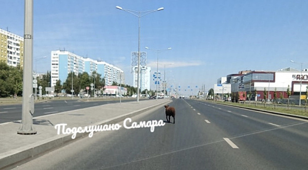 В Самаре по Московскому шоссе бегала овца