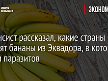 Финансист рассказал, какие страны заменят бананы из Эквадора, в которых нашли паразитов